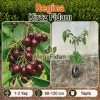 Regina Kiraz Fidanı | 1-2 Yaş | 80-120 cm | Tüplü