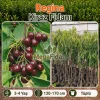 Regina Kiraz Fidanı | 3-4 Yaş | 130-170 cm | Tüplü