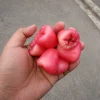 Rose Apple (Gül Elması) Fidanı