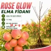 Rose Glow Elma Fidanı 1-2 Yaş | 80-120 cm | Açık Köklü
