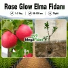 Rose Glow Elma Fidanı 1-2 Yaş | 80-120 cm | Tüplü