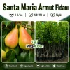 Santa Maria Armut Fidanı 3-4 Yaş | 130-170 cm | Tüplü