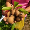 Sapodilla Fidanı