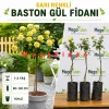 Sarı Renkli Baston Gül Fidanı 1-2 Yaş | 80-120 cm | Tüplü