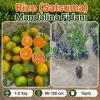 Satsuma (Rize) Mandalina Fidanı 1-2 Yaş | 80-120 cm | Tüplü