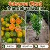 Satsuma (Rize) Mandalina Fidanı 3-4 Yaş | 130-170 cm | Tüplü