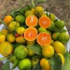 Satsuma (Rize) Mandalina Fidanı 1-2 Yaş | 80-120 cm | Tüplü