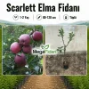 Scarlett Elma Fidanı 1-2 Yaş | 80-120 cm | Tüplü