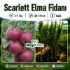 Scarlett Elma Fidanı 3-4 Yaş | 130-170 cm | Tüplü