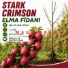 Stark Crimson Elma Fidanı 1-2 Yaş | 80-120 cm | Açık Köklü