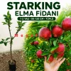 Starking Elma Fidanı | 1-2 Yaş | 80-120 cm | Tüplü
