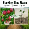 Starking Elma Fidanı 1-2 Yaş | 80-120 cm | Tüplü