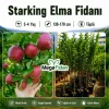 Starking Elma Fidanı 3-4 Yaş | 130-170 cm | Tüplü