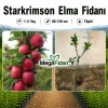 Starkrimson Elma Fidanı 1-2 Yaş | 80-120 cm | Tüplü