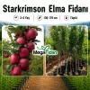 Starkrimson Elma Fidanı 3-4 Yaş | 130-170 cm | Tüplü