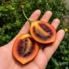 Tamarillo (Ağaç Domatesi) Fidanı