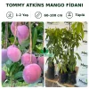 Tommy Atkins Mango Fidanı | 1-2 Yaş | 60-100 cm | Tüplü