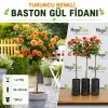 Turuncu Renkli Baston Gül Fidanı 1-2 Yaş | 80-120 cm | Tüplü