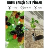 Urmu (Ekşi) Dut Fidanı | 1-2 Yaş | 50-90 cm | Tüplü
