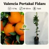 Valencia Portakal Fidanı 1-2 Yaş | 80-120 cm | Tüplü