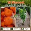 W.Murcott Mandalina Fidanı 3-4 Yaş | 130-170 cm | Tüplü