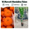 W.Murcott Mandalina Fidanı 3-4 Yaş | 130-170 cm | Tüplü