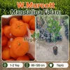 W.Murcott Mandalina Fidanı 1-2 Yaş | 80-120 cm | Tüplü