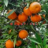 W Murcott Mandalina Fidanı (3-4 Yaşında 130-170 cm)