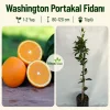 Washington Portakal Fidanı 1-2 Yaş | 80-120 cm | Tüplü