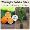 Washington Portakal Fidanı 3-4 Yaş | 130-170 cm | Tüplü