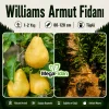 Williams Armut Fidanı 1-2 Yaş | 80-120 cm | Tüplü