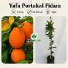 Yafa Portakal Fidanı 1-2 Yaş | 80-120 cm | Tüplü