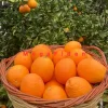 Yafa Portakal Fidanı 1-2 Yaş | 80-120 cm | Tüplü