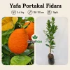 Yafa Portakal Fidanı 3-4 Yaş | 130-170 cm | Tüplü