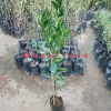 Yafa Portakal Fidanı 3-4 Yaş | 130-170 cm | Tüplü