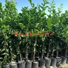 Yafa Portakal Fidanı 3-4 Yaş | 130-170 cm | Tüplü