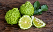 Bergamot Fidanları