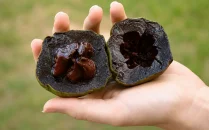 Black Sapote (Çikolata) Fidanı