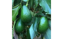 Ettinger Avokado Fidanı