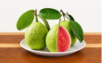 Guava Fidanları