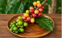 Kahve (Arabica) Fidanları