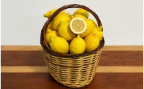 Limon Fidanları