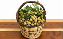 Longan (Ejderha Gözü) Fidanları