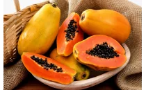 Papaya Fidanları