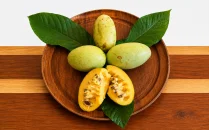 Pawpaw Fidanları