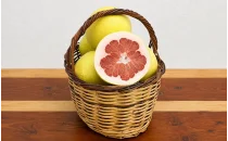 Pomelo (Şadok) Fidanları