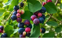 Saskatoon Berry Fidanları