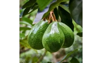 Zutano Avokado Fidanı