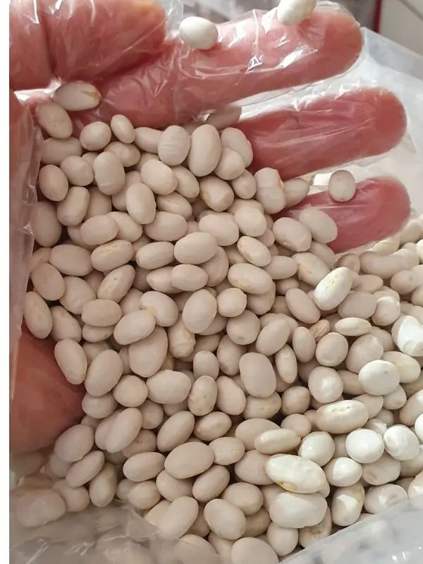 Şeker Fasulyesi 10 kg Türkiyenin En Lezzetli ve En Hızlı Pişen Fasulyesi Sofranızda