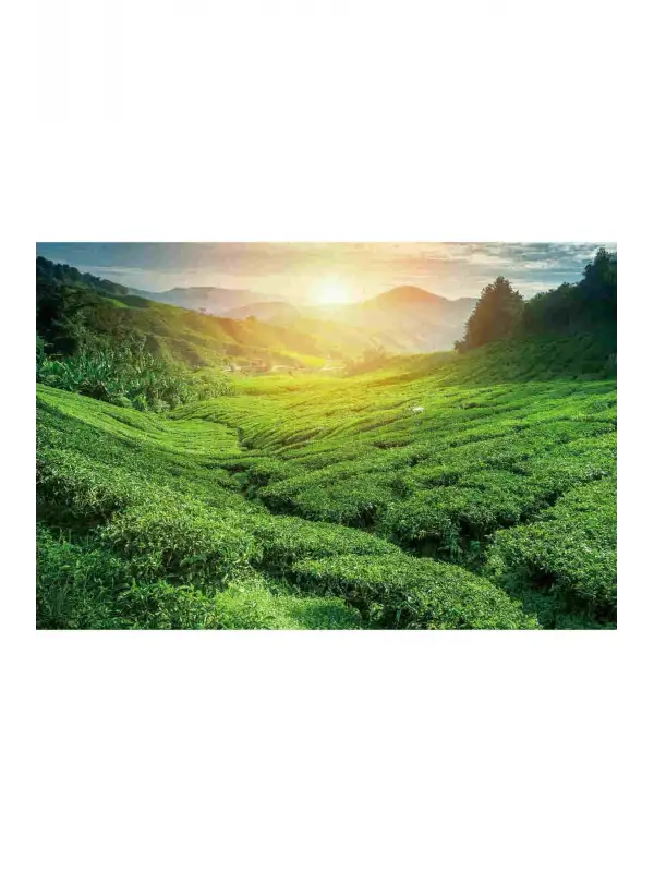 Mayıs Sürgünü Çuval Çay 5 Kg